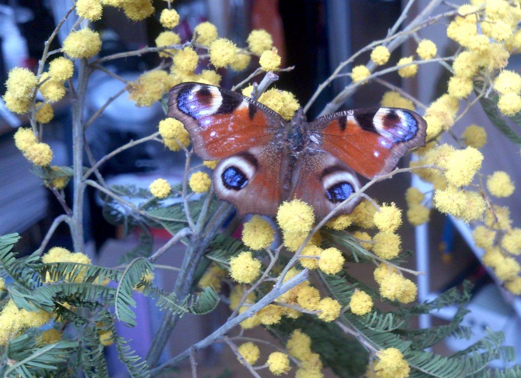 Бабочку на ветви мимозы запечатлел юный житель юга. Фото предоставила народный корреспондент Юлия Андреева
