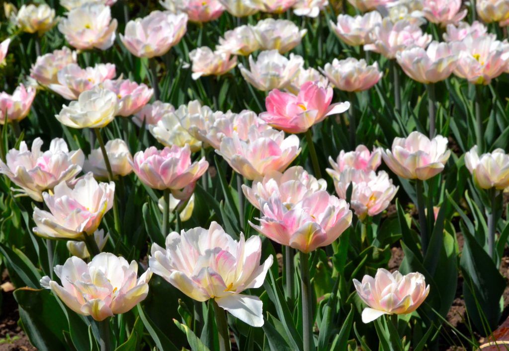 Более 52 миллионов цветов украсят улицы столицы весной. Фото: Анна Быкова
