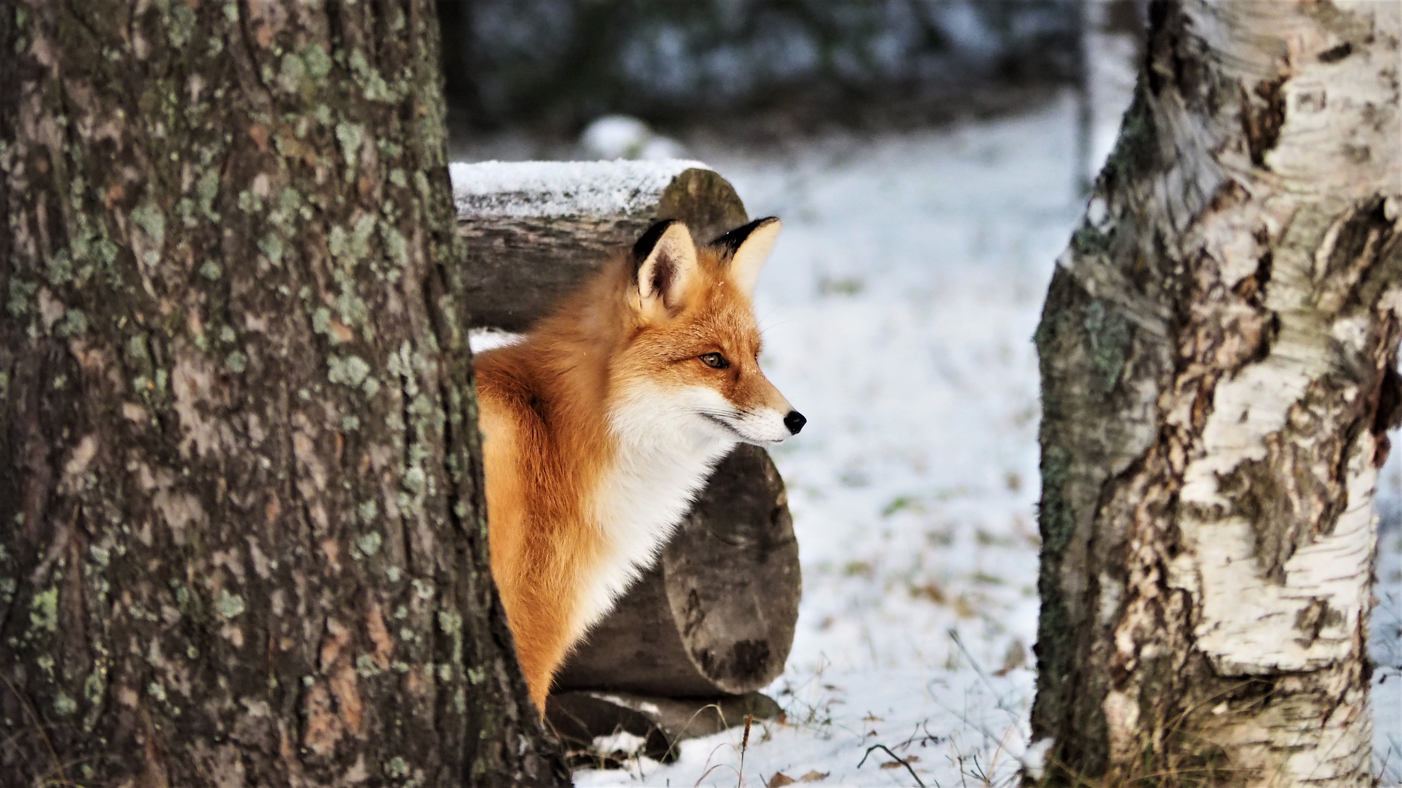 Жители юга Москвы стали чаще встречать лис