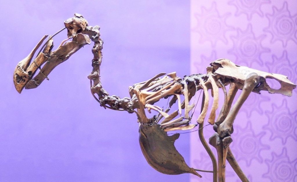 Редкая додо и лающие олени: какие необычные экспонаты можно встретить в Дарвиновском музее. Фото: сайт мэра Москвы