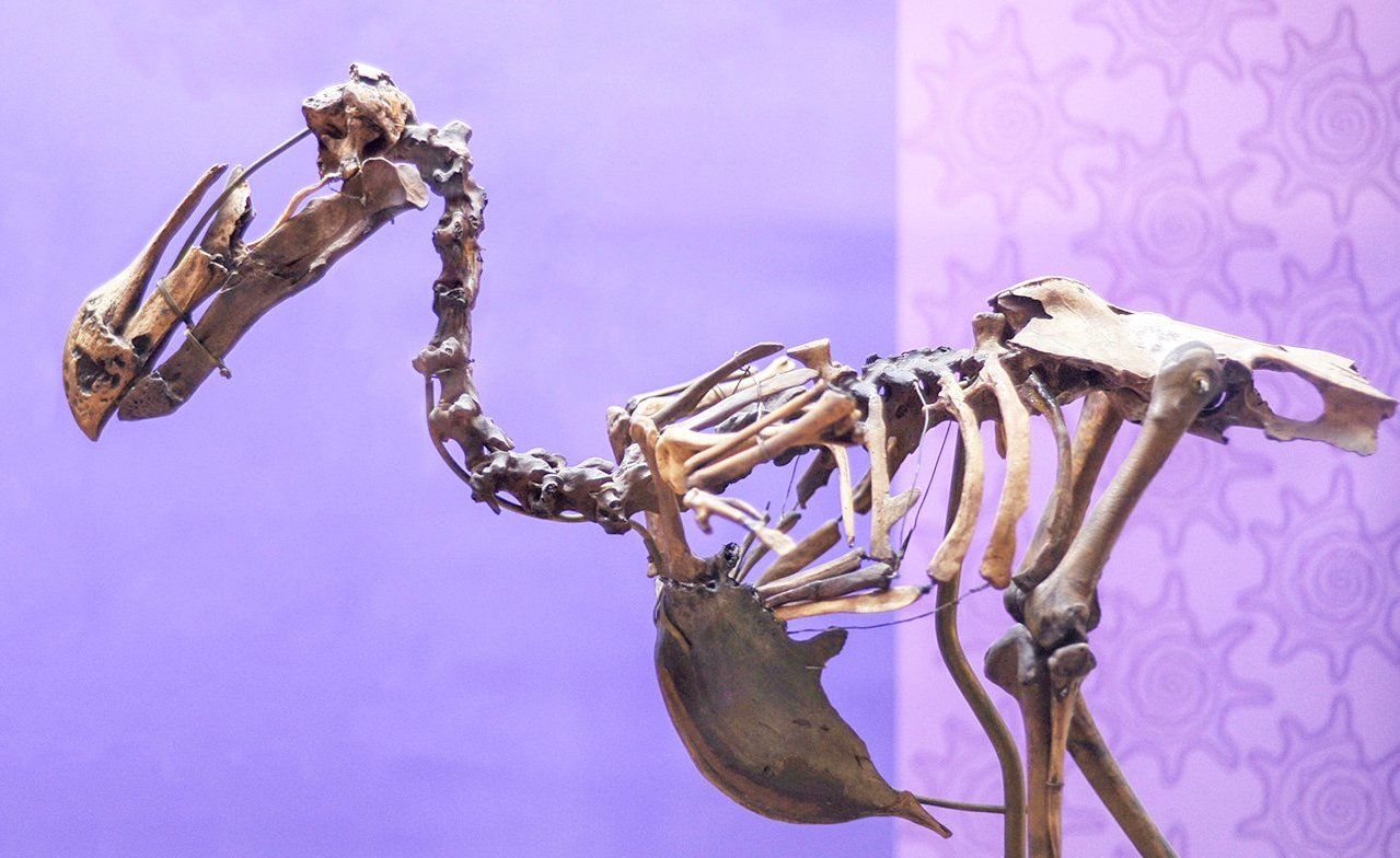 Редкая додо и лающие олени: какие необычные экспонаты можно встретить в Дарвиновском музее