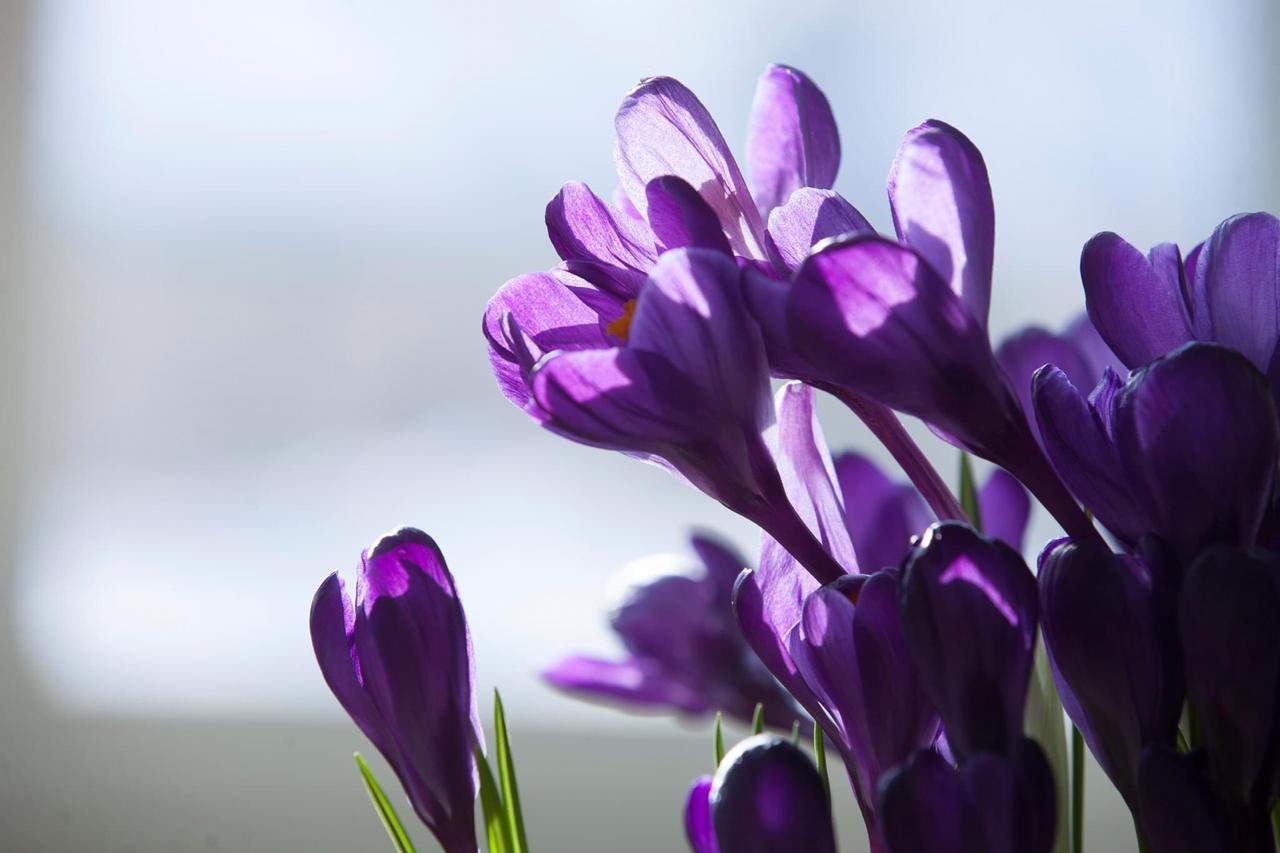 Победителям фотоконкурса вручат цветы из Царицынских оранжерей