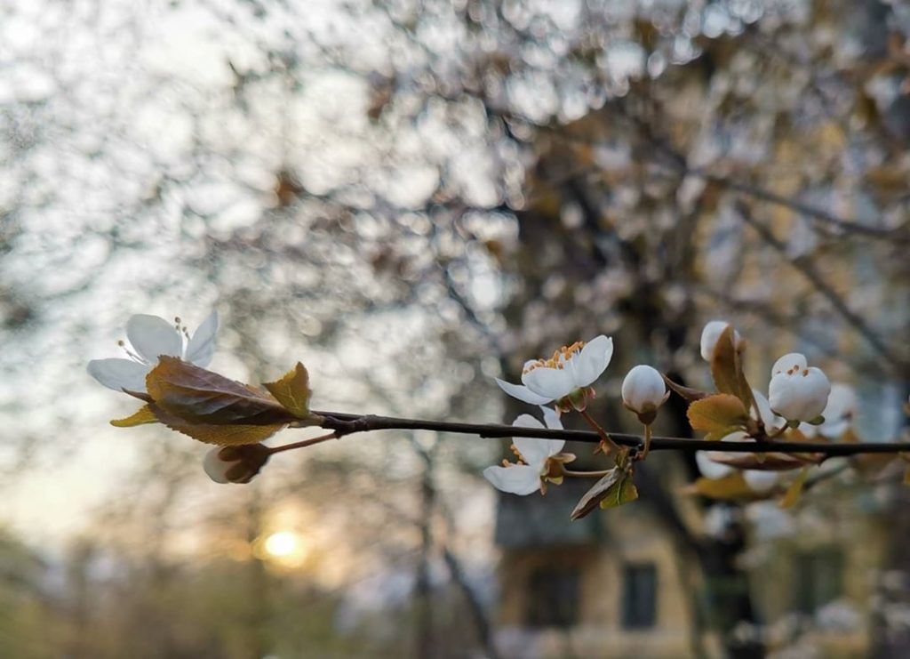 Народный корреспондент поделилась фото цветущих деревьев. Фото: пользователь @_lora_senjora_style в Instagram