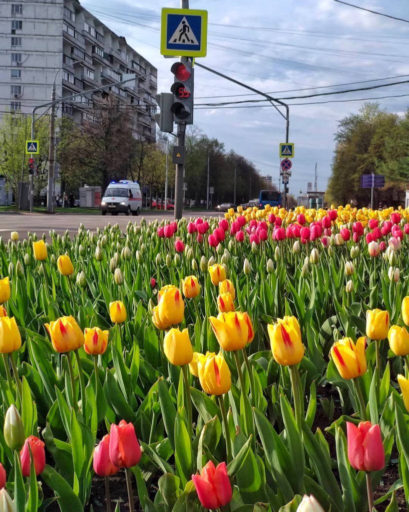 Тюльпанами украсили Орехово-Борисово Южное. Фото: пользователь @marinavoikina в Instagram