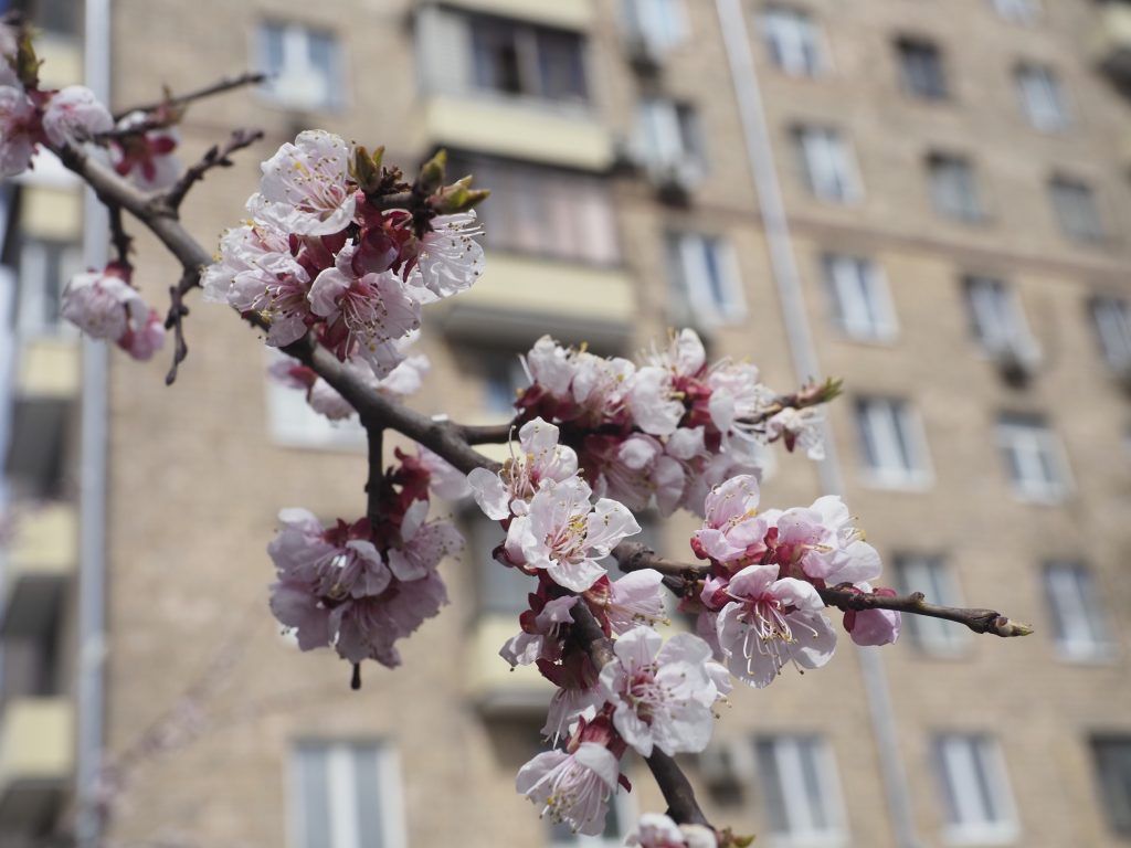Погода будет комфортной. Фото: Антон Гердо, «Вечерняя Москва»