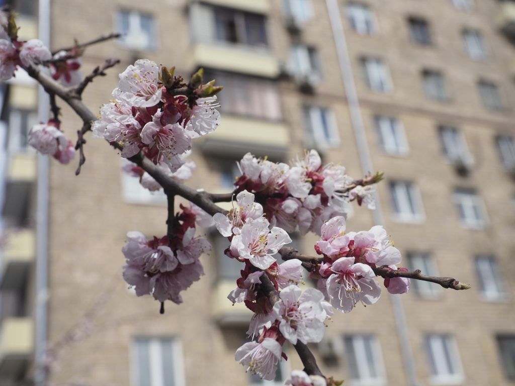 Погода будет комфортной. Фото: Антон Гердо, «Вечерняя Москва»