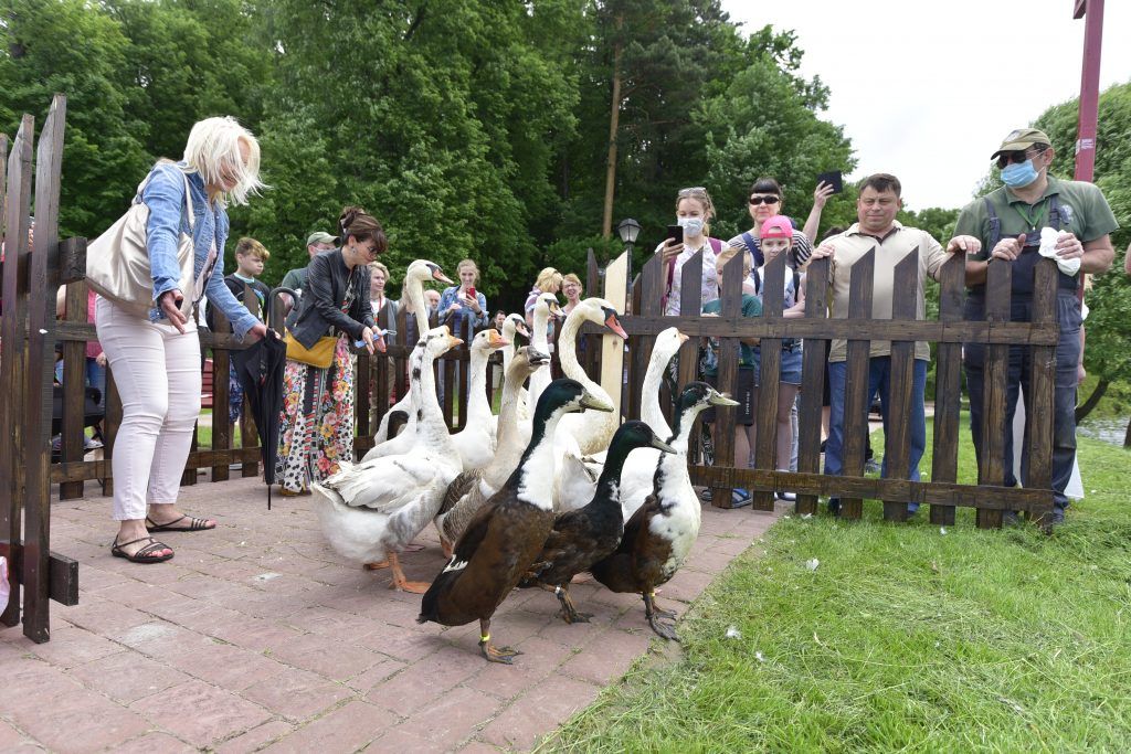 12 июня 2020 года. Директор музея-заповедника «Царицына» Елизавета Фокина проводит традиционную церемонию выпуска в пруд водоплавающих птиц. Первыми выйти на воду торопятся индийские бегуны. Это редкий вид домашних уток. Фото: Пелагия Замятина