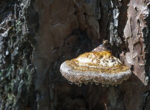 «Плачущий» трутовик растет на деревьях в Коломенском. Фото: из личного архива
