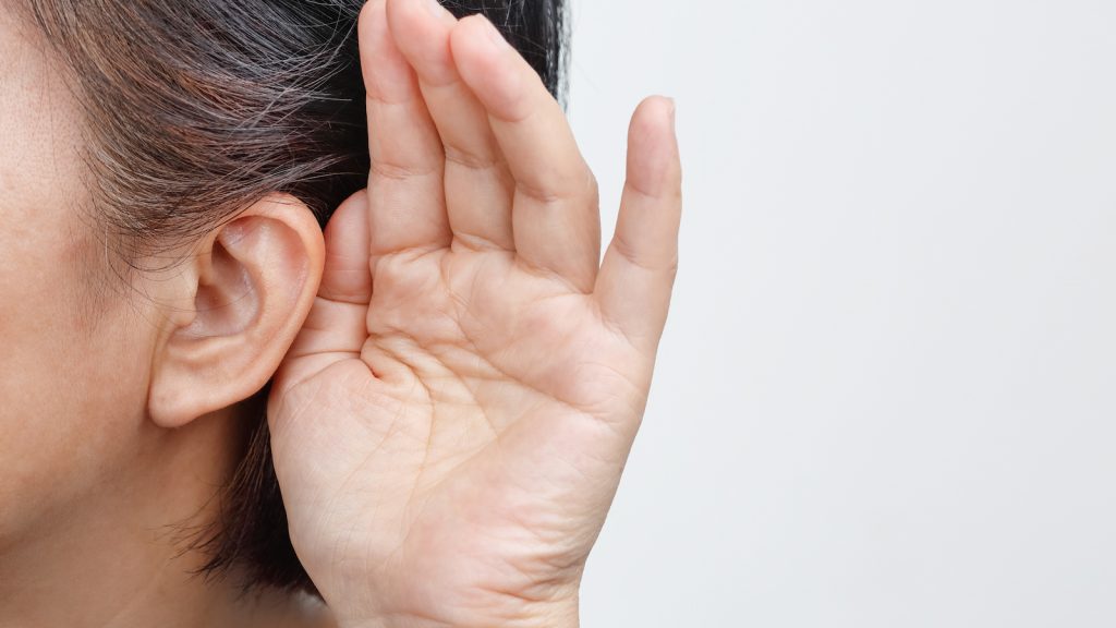 Объемную модель человеческого уха представят в Дарвиновском музее. Фото предоставили сотрудники пресс-службы Государственного Дарвиновского музея