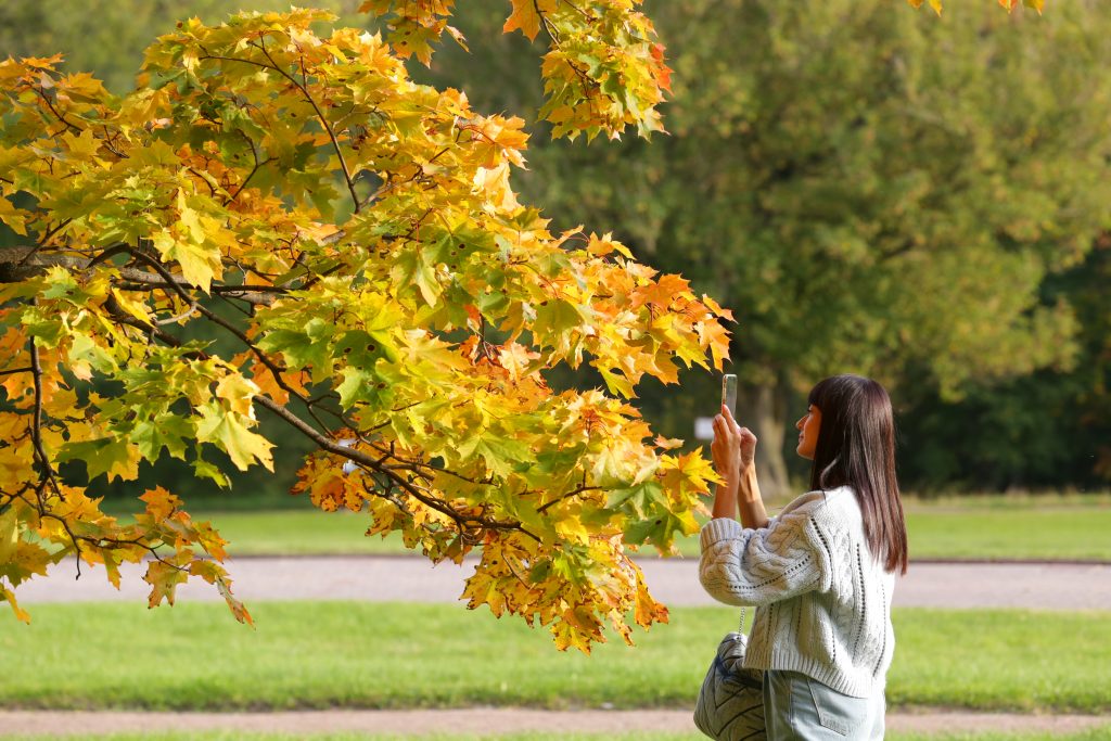 Москвичка Мария снимает листья на телефон. Фото: Степан Орехов