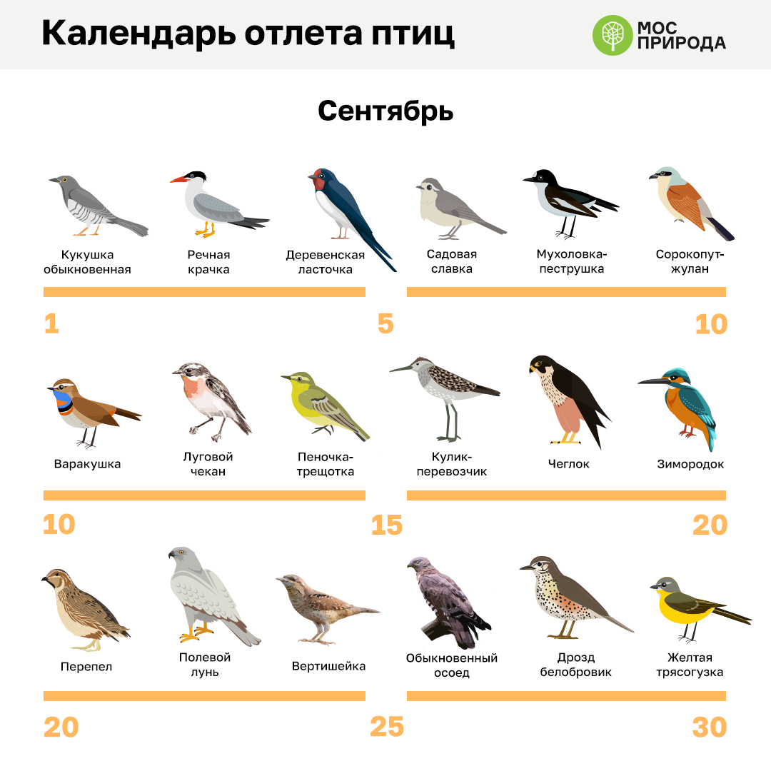 Сотрудники Мосприроды представили календарь отлета птиц из Москвы