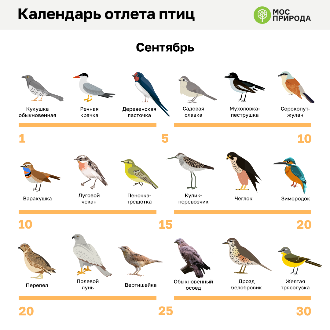 Какие птицы живут в москве зимой