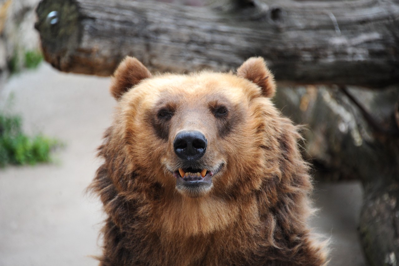 Медведи Московского зоопарка погрузились в спячку