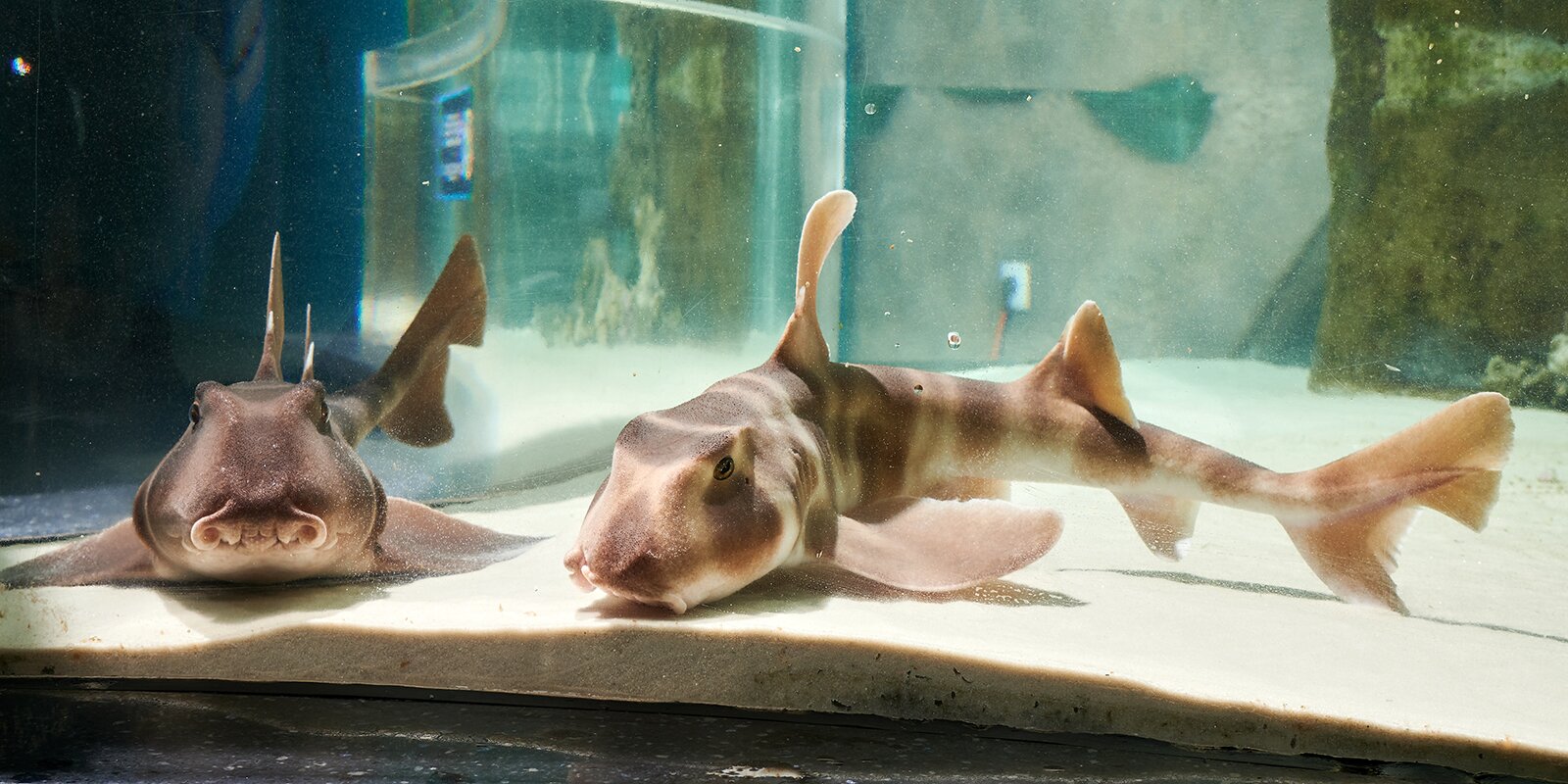Японских бычьих акул привезли в «Москвариум»