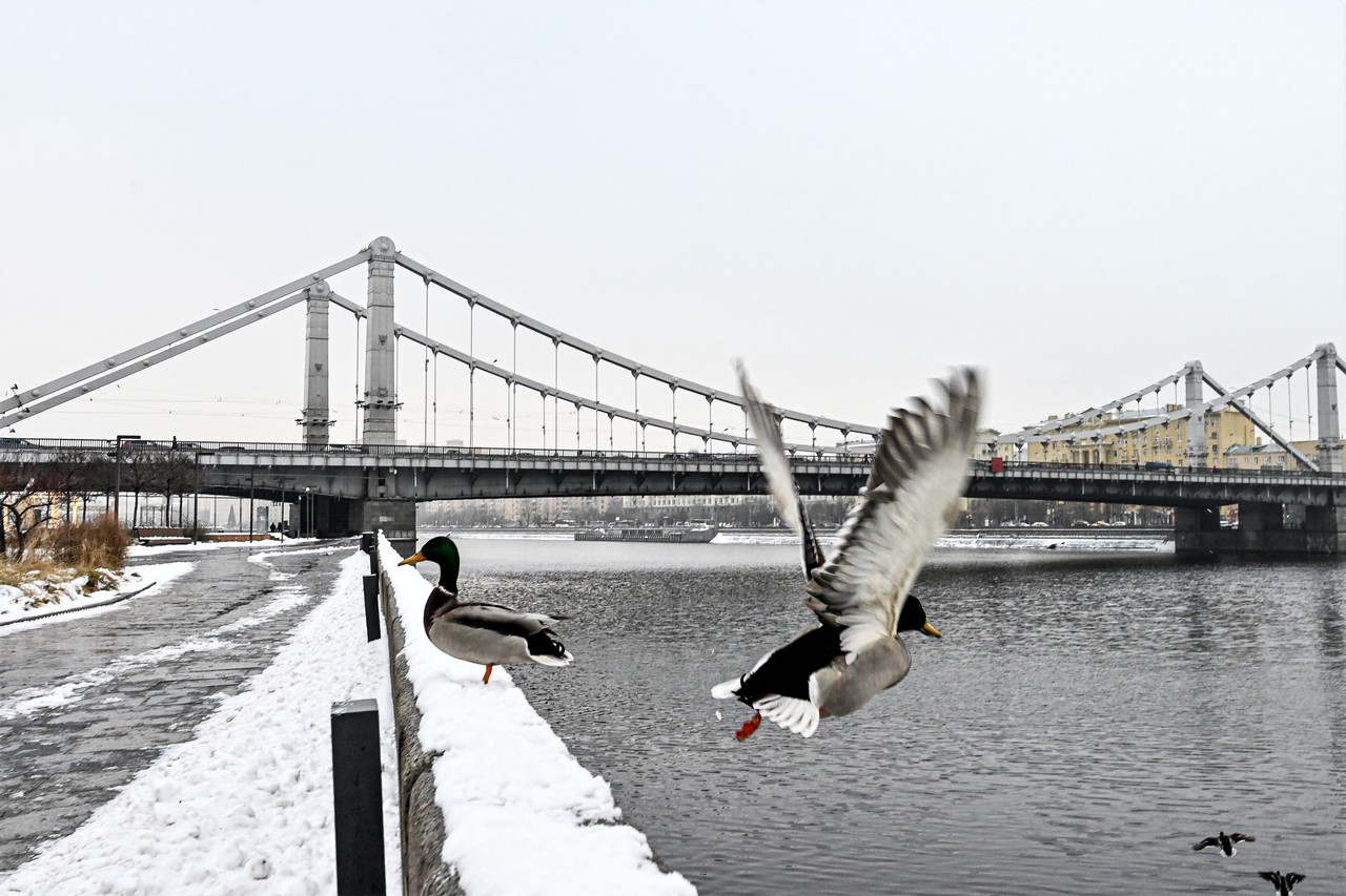 Зимний учет водоплавающих проведут в Москве