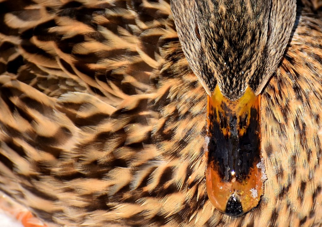 Серая шейка: на природных территориях юга завершили зимний учет водоплавающих птиц. Фото: pixabay.com