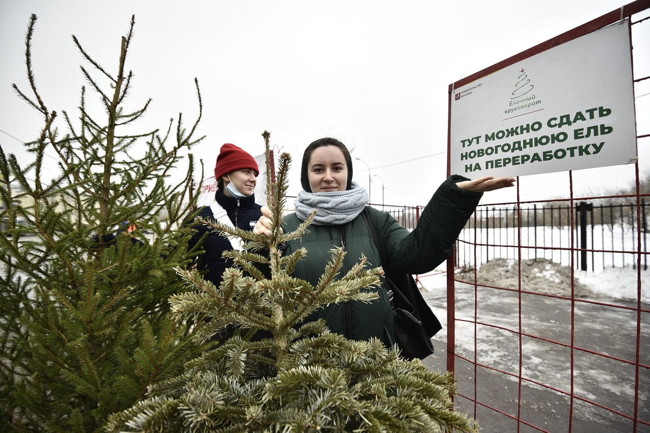 Москвичи сдали на переработку более 25 тысяч новогодних елок