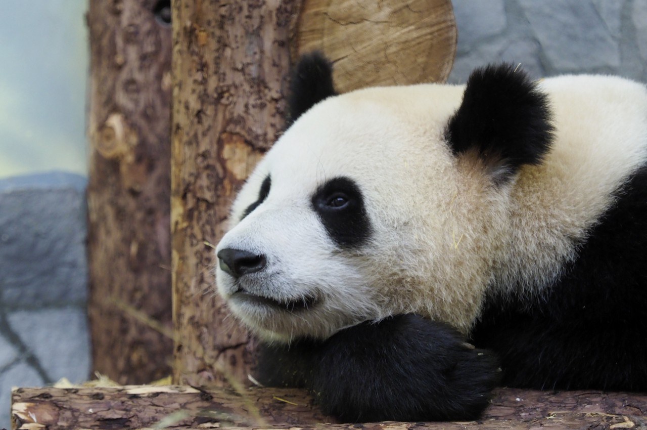 Сервис Russpass опубликовал видео о жизни панд Московского зоопарка