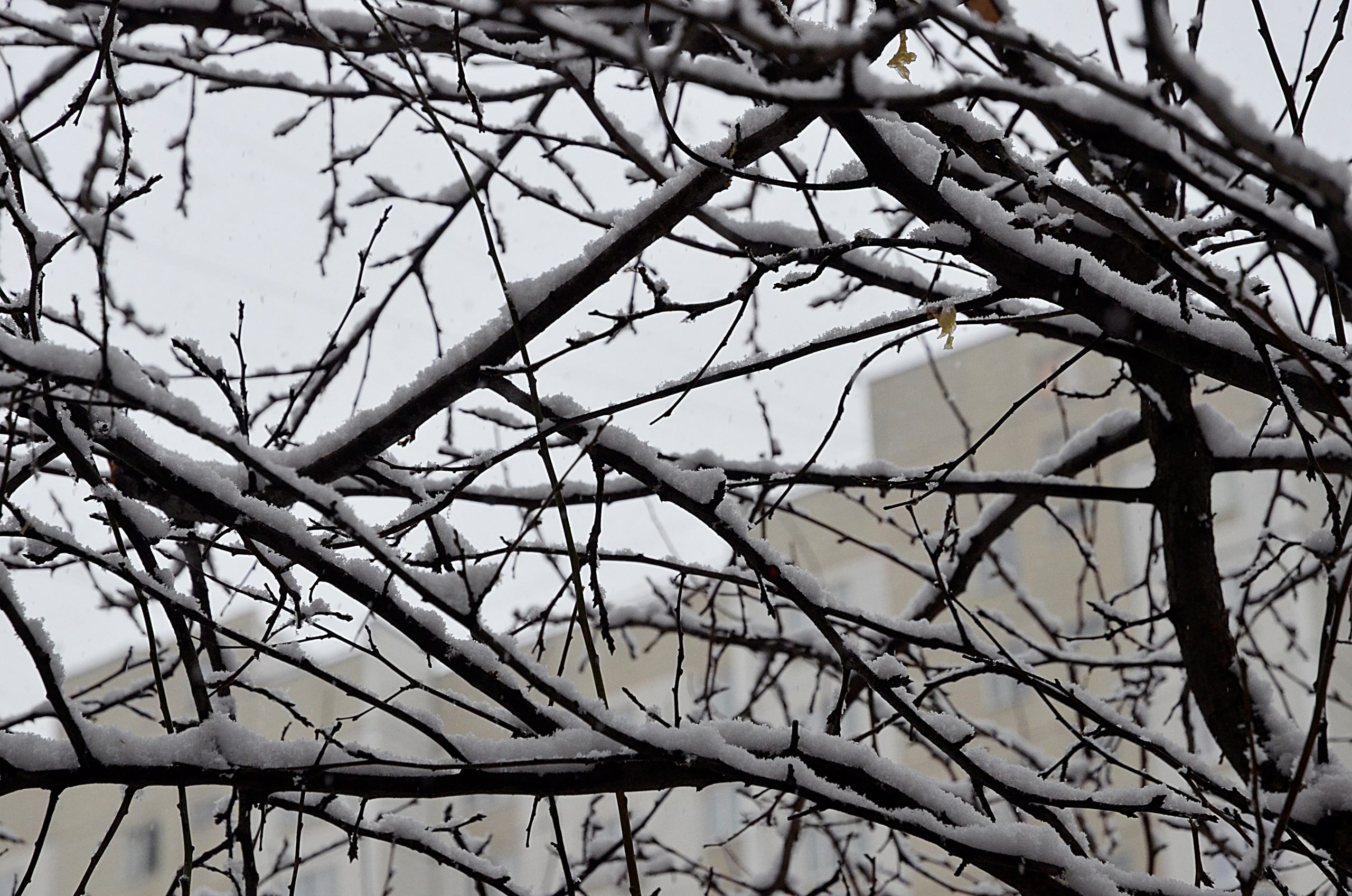 Ослабление снегопада в Москве ожидают в субботу