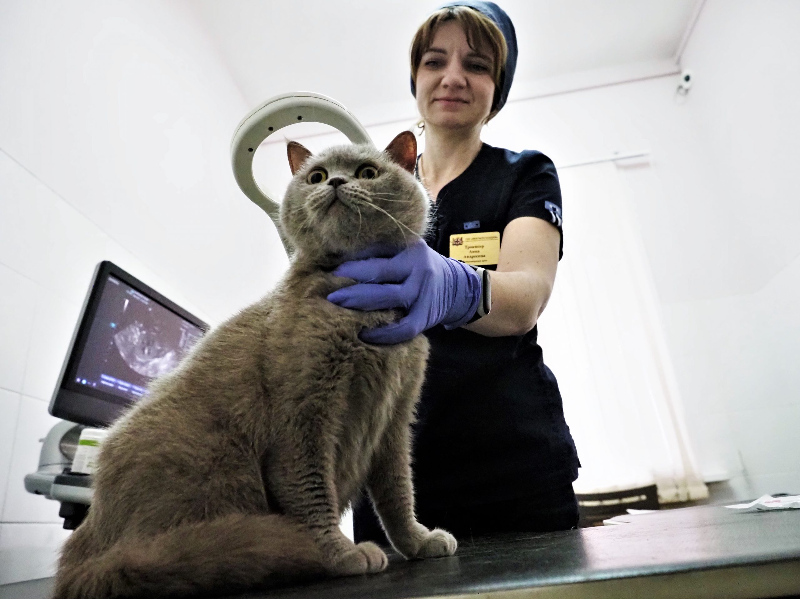 Москвичам рассказали об акции с чипированием домашних животных