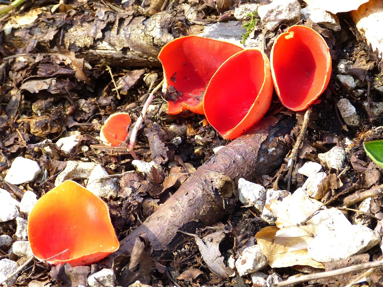 Первые весенние грибы обнаружили в парках Москвы