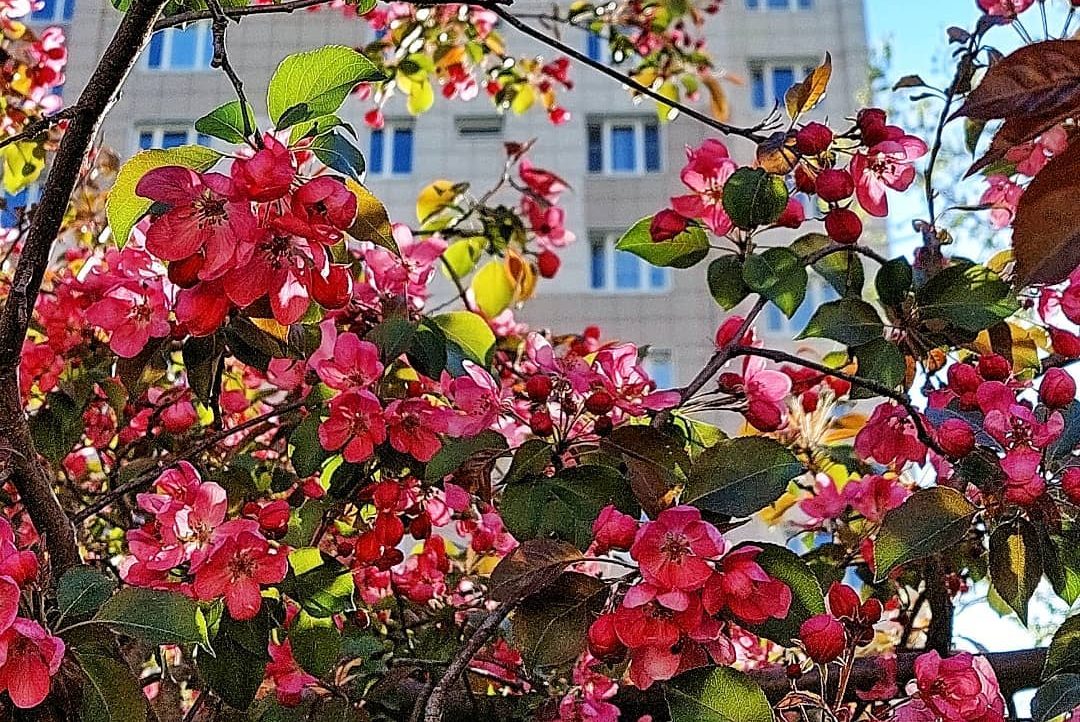 Яблони в цвету, весны творенье