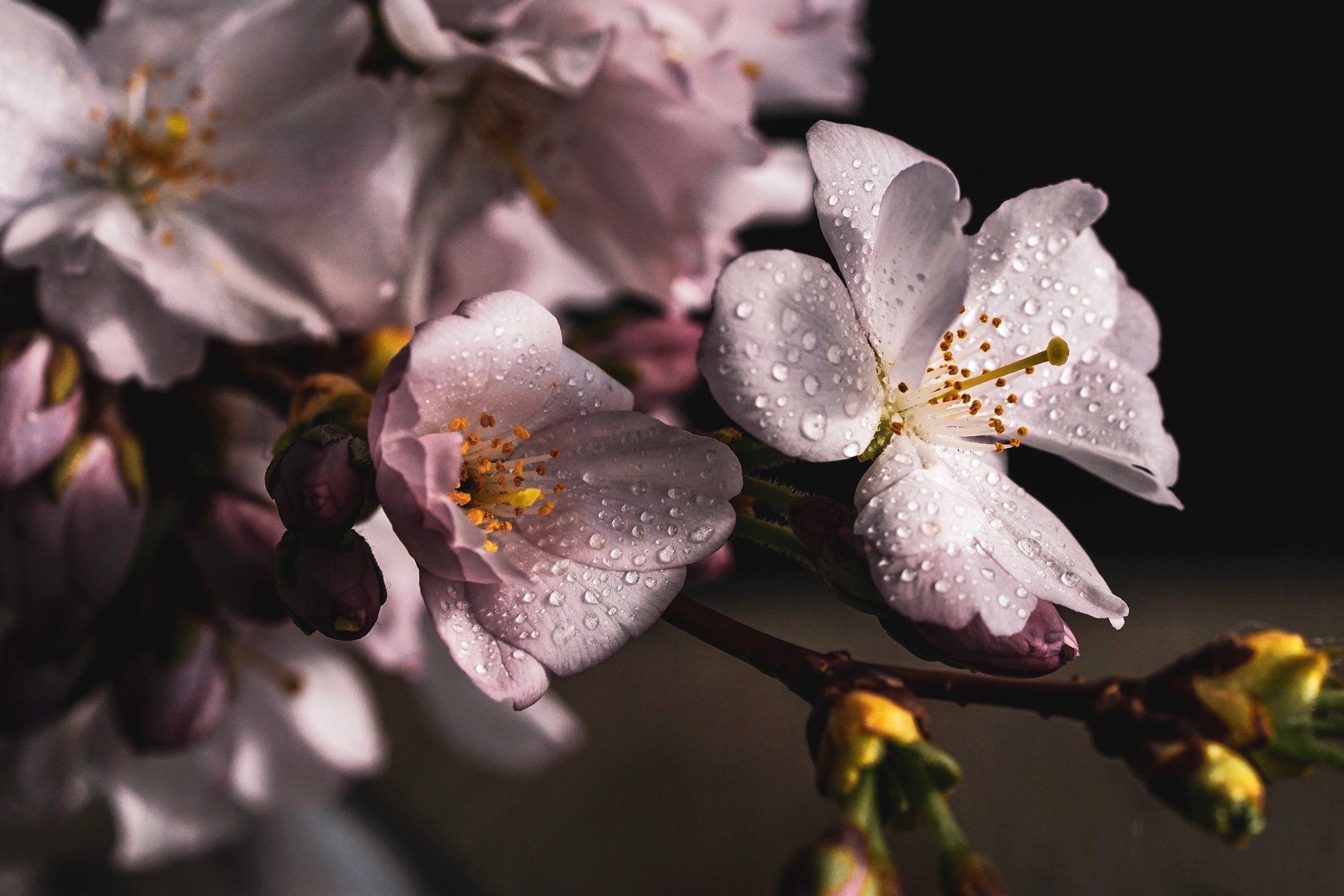 Массовое цветение сакуры ожидают в Бирюлевском дендропарке