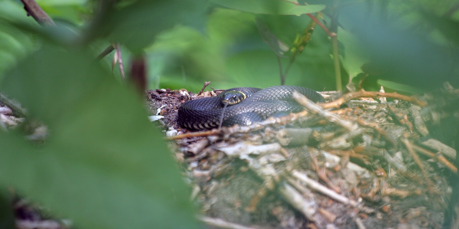 Специалисты Мосприроды предупредили о появлении змей на природных территориях