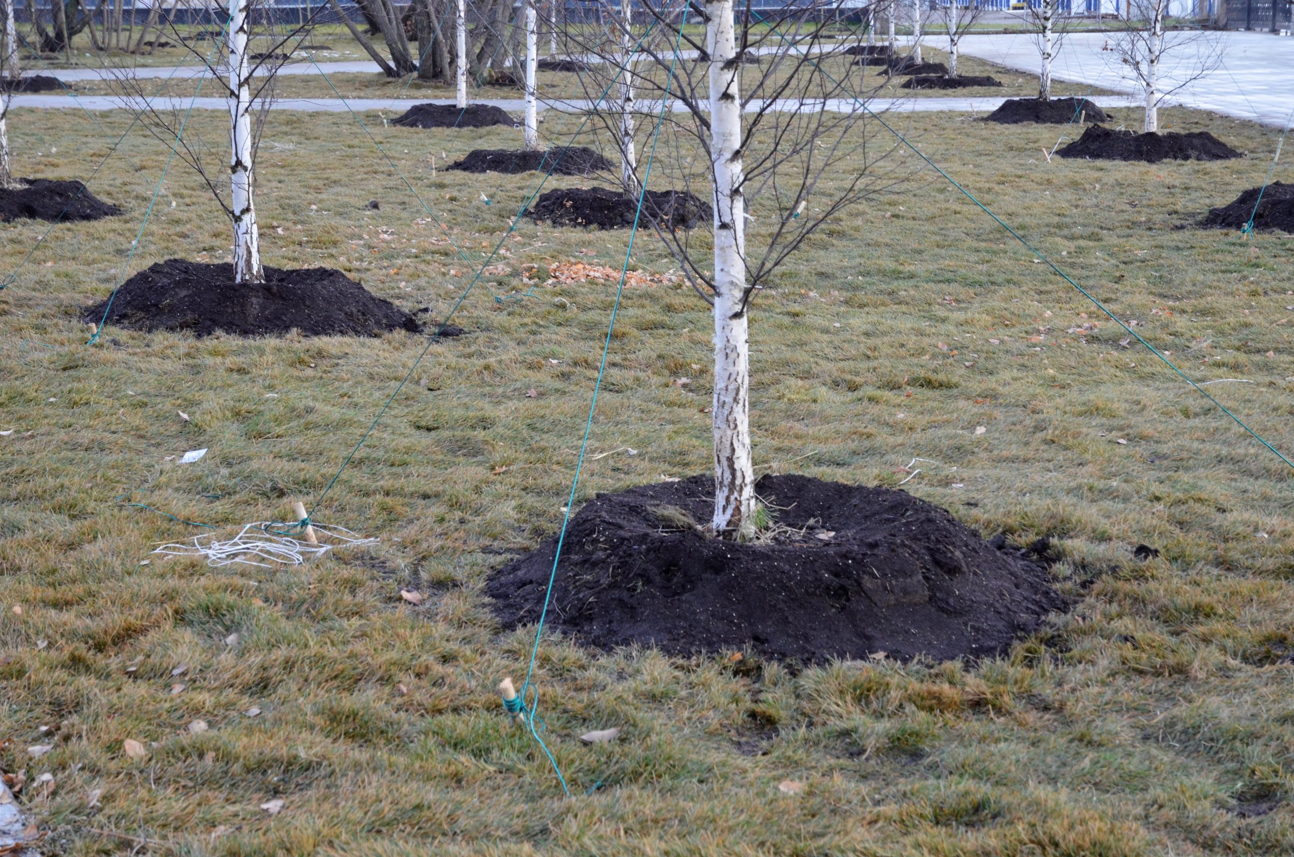 Сотрудники проекта «Наше дерево» приняли больше 2 700 заявок от москвичей. Фото: Анна Быкова