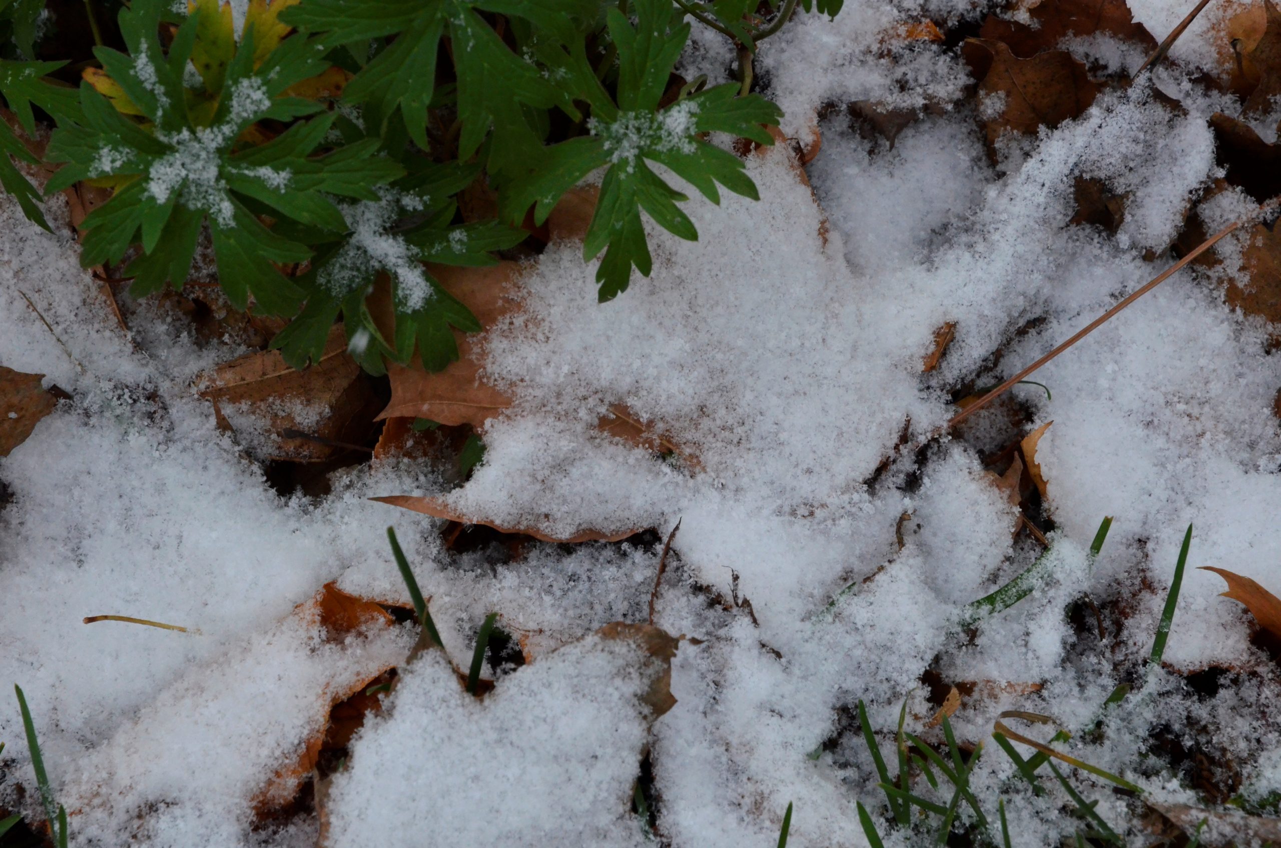 Снег близко: синоптики рассказали о приходе зимы в столицу. Фото: Анна Быкова