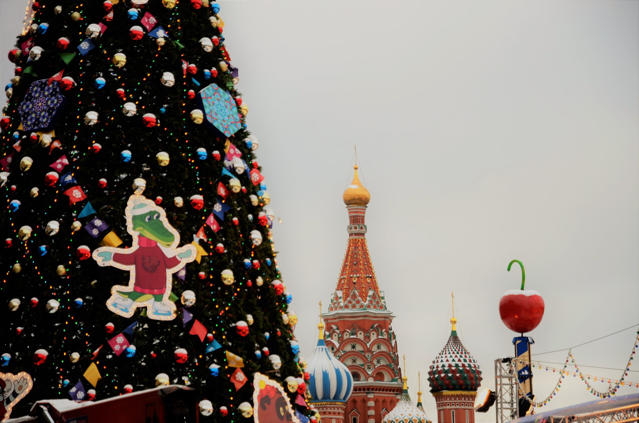 Главную российскую ель спилили в Московской области к предстоящим новогодним праздникам. Фото: Анна Быкова