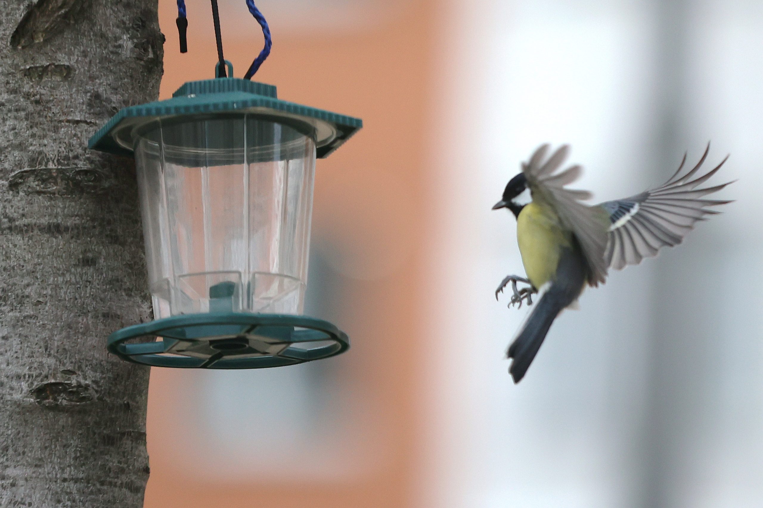 Вас снимает скрытая камера: онлайн-проект о подкормке птиц запустят специалисты Мосприроды