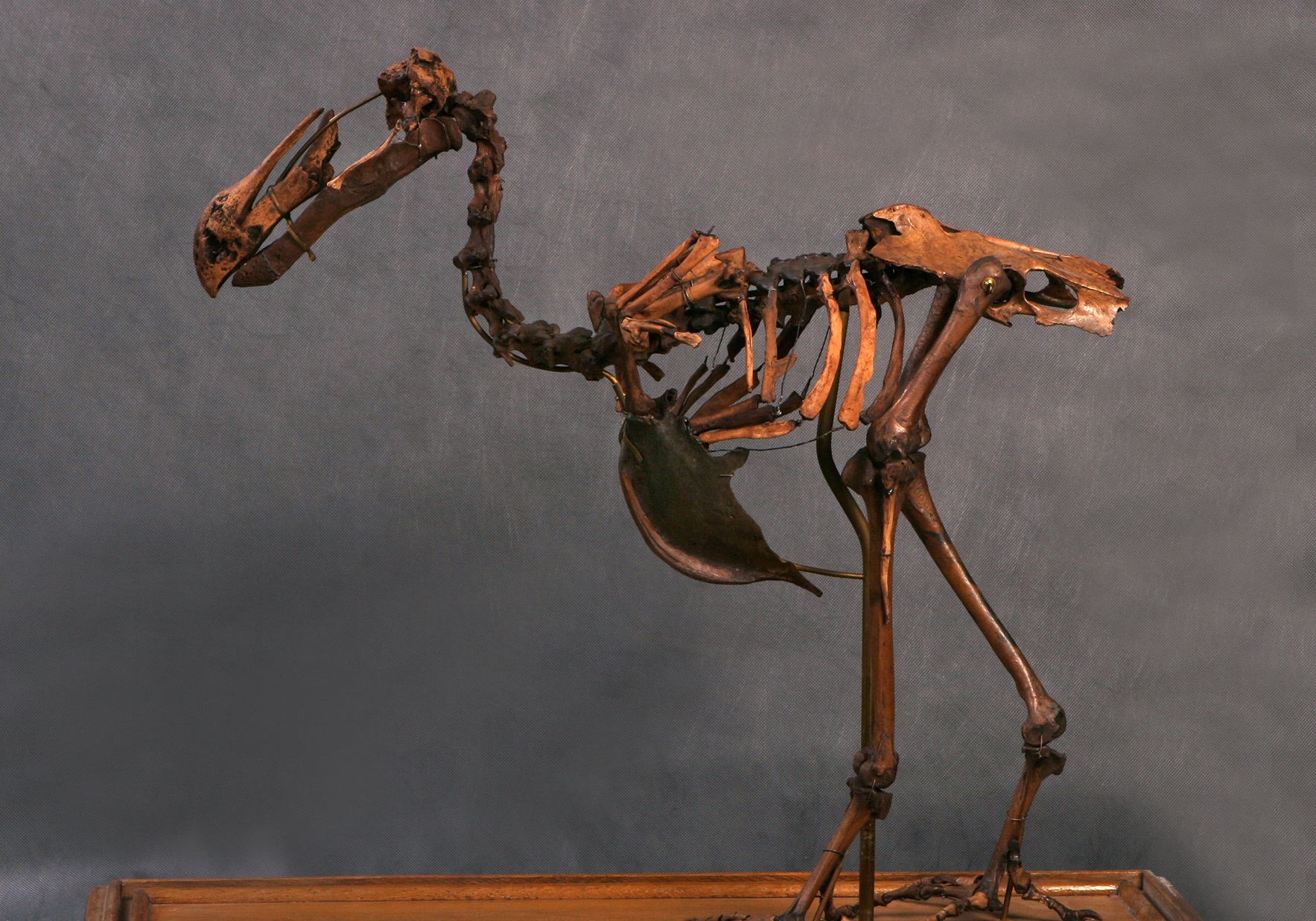 Скелет птицы и самое большое яйцо представят в Дарвиновском музее