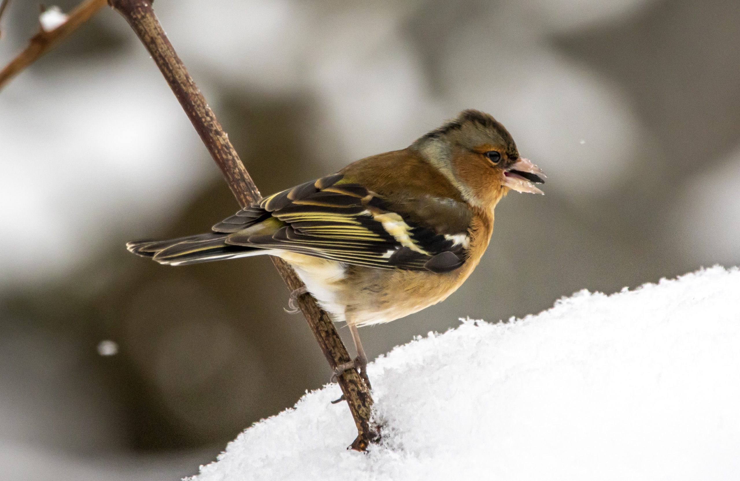 Зяблики в Москве не зябнут: в Битцевском лесу зимуют перелетные птицы