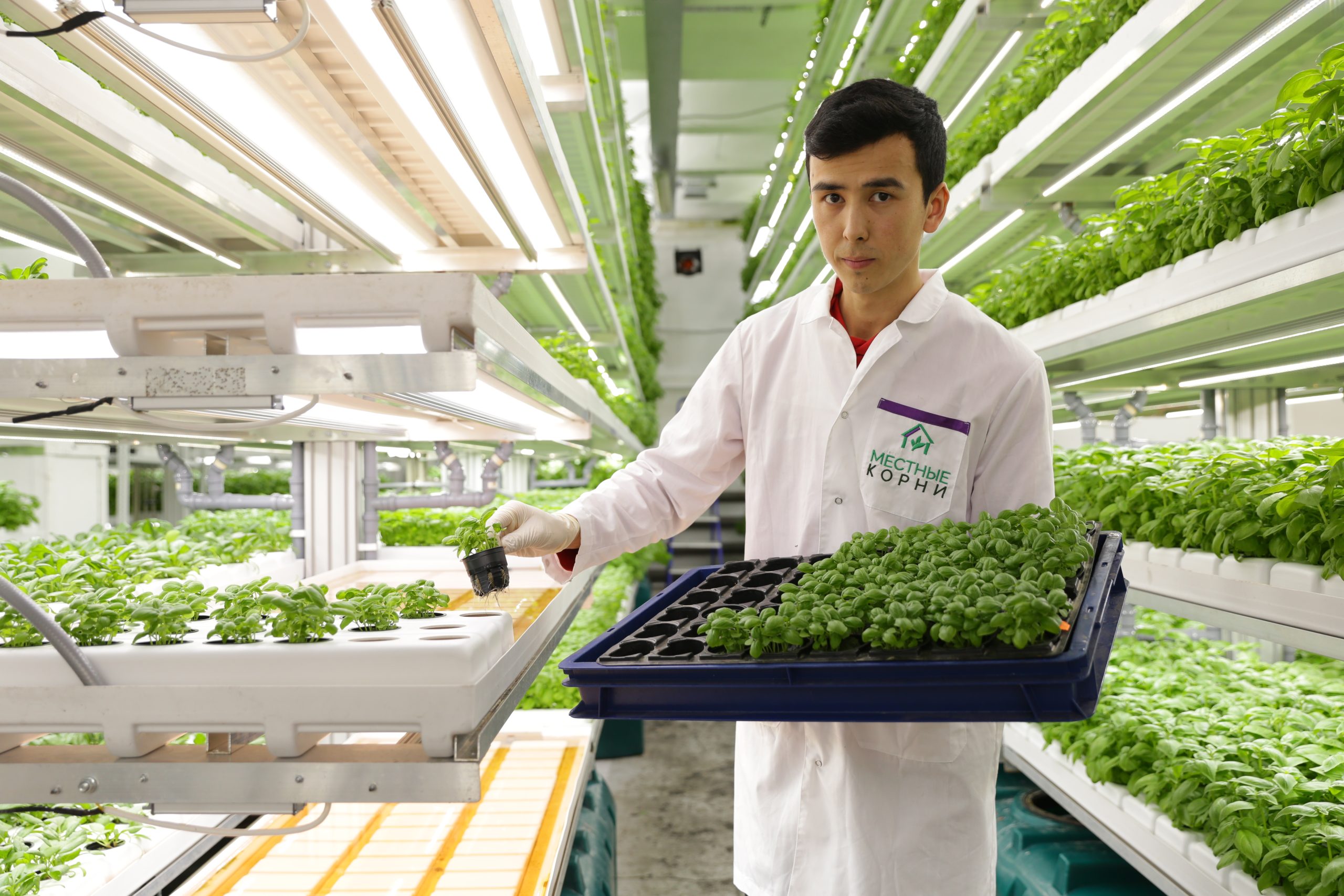 Вертикальная ферма: салат растет быстрее