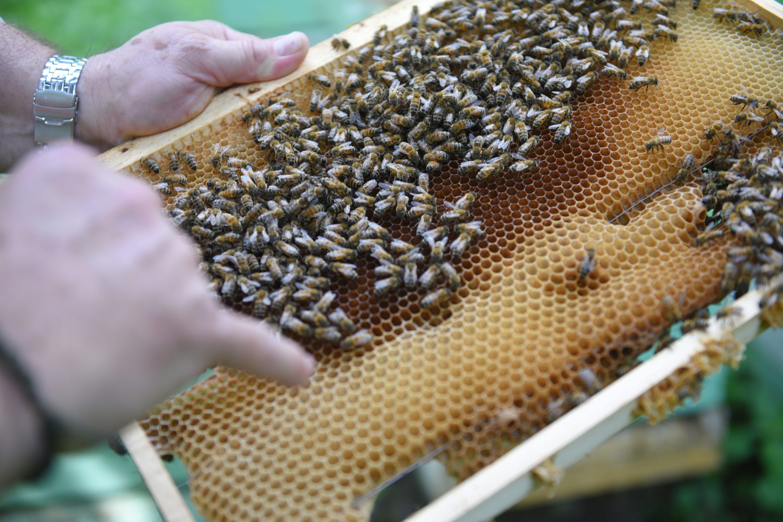 Свыше 130 пчелосемей перезимовали на природных территориях столицы