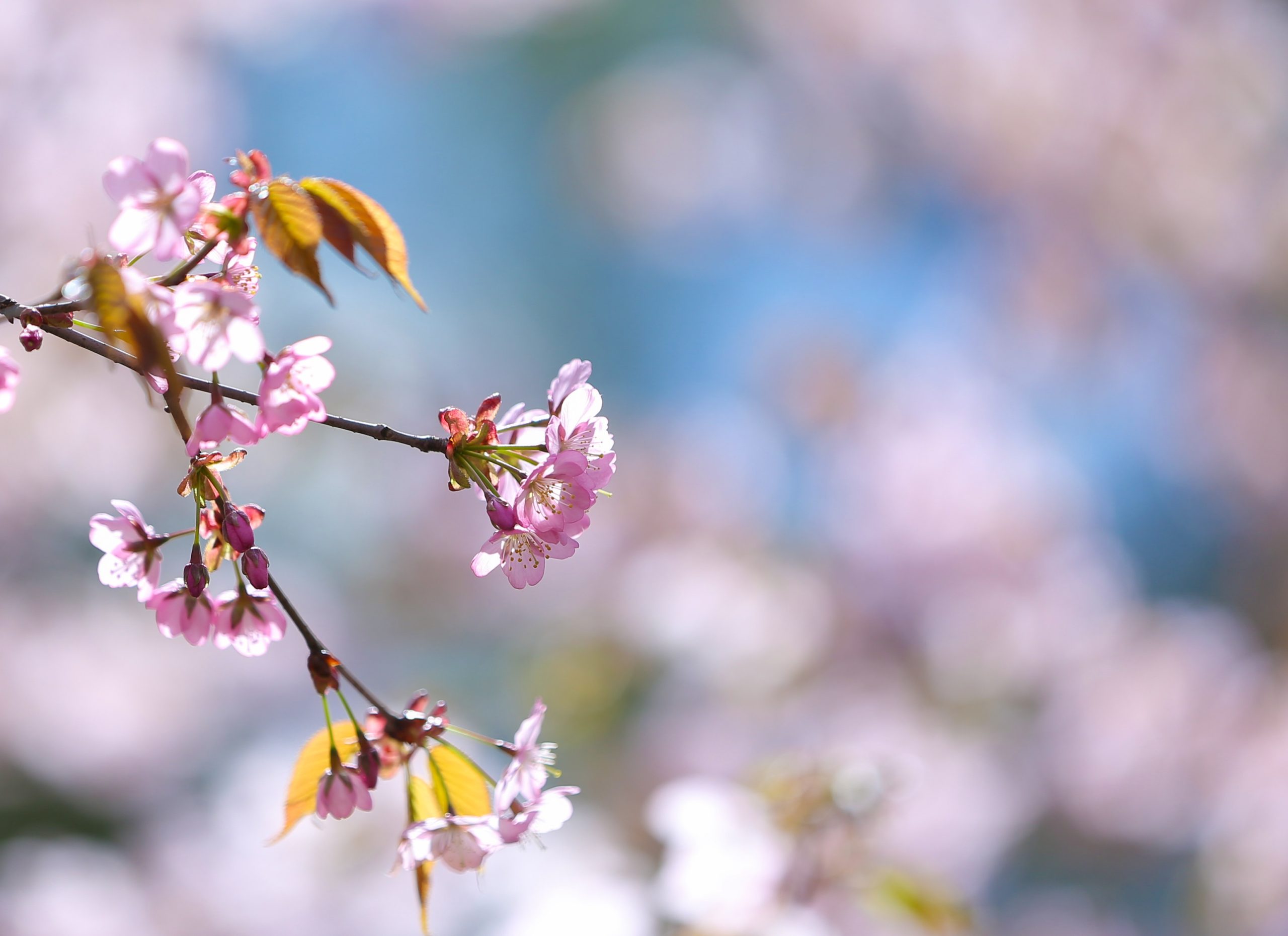 Ханами: праздник цветения сакуры организуют в Бирюлевском дендропарке