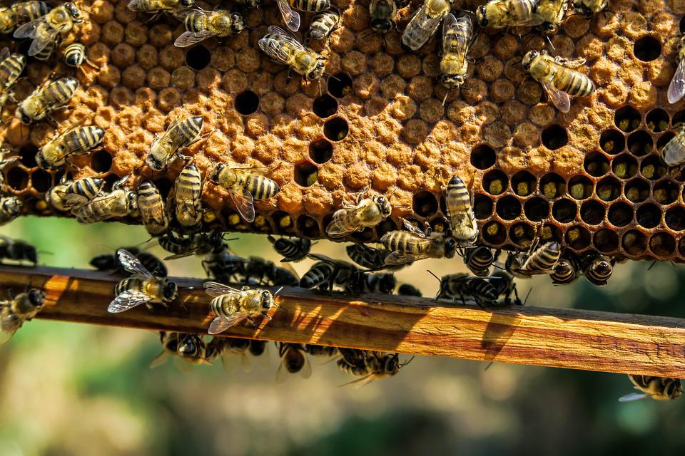 Более 60 пчелиных ульев находятся на юге столицы