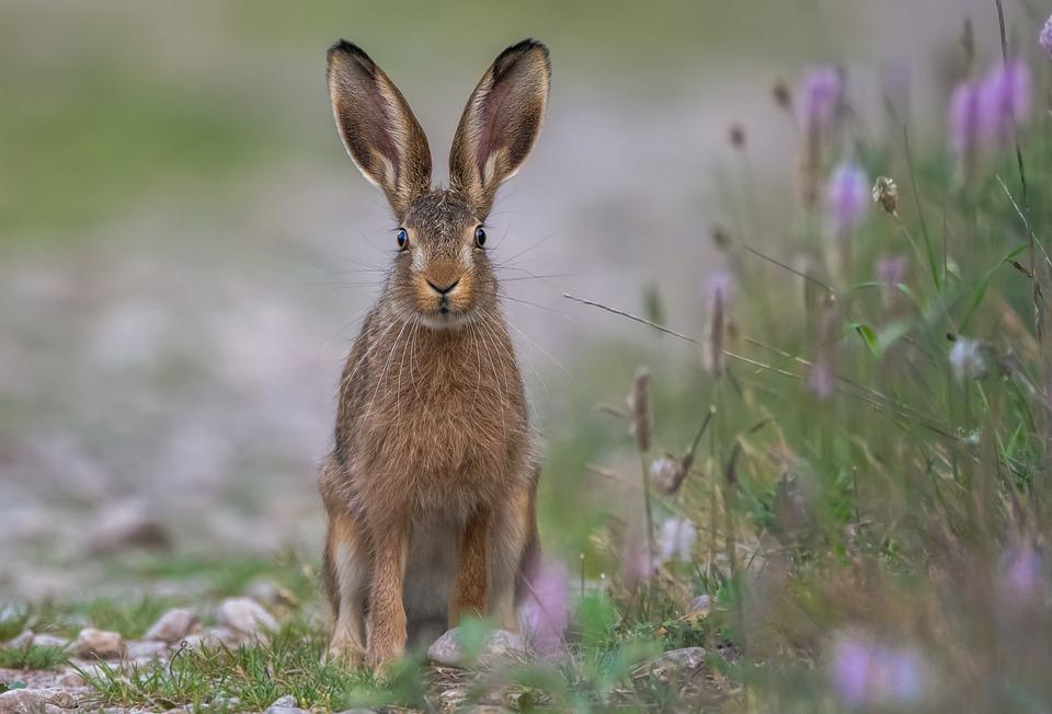 Специалисты Мосприроды обнаружили зайца-русака в Битцевском лесу
