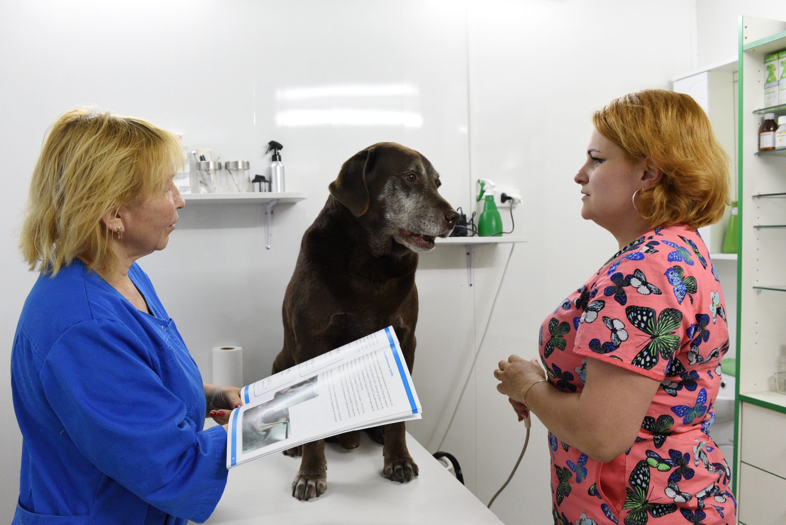 Прививочные пункты для домашних питомцев откроются на площадках для выгула собак в Москве