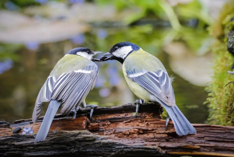 Орнитологи-любители запечатлели 25 редких видов птиц