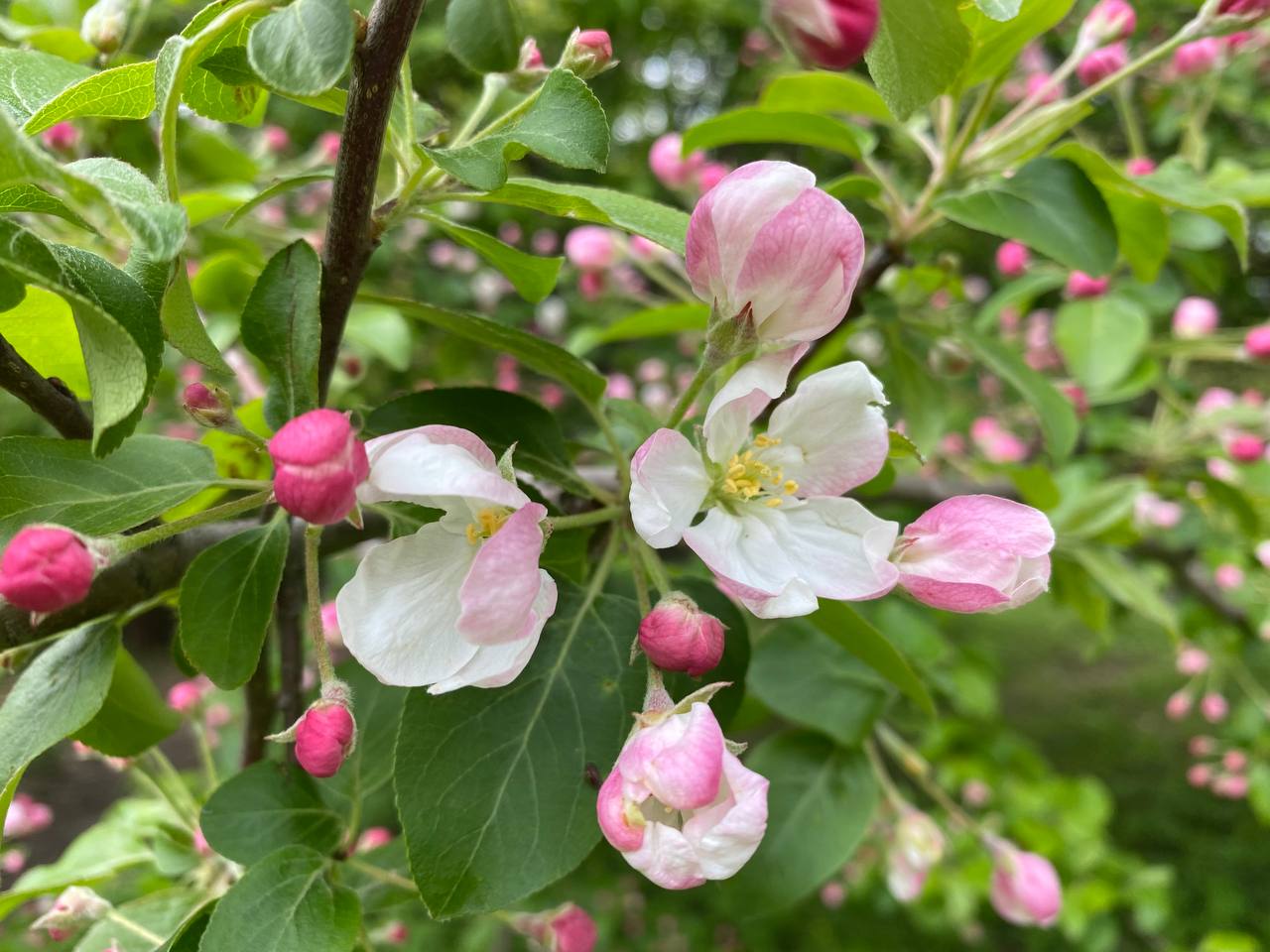 Цветение спиреи серой и яблони ягодной началось в Бирюлевском дендропарке