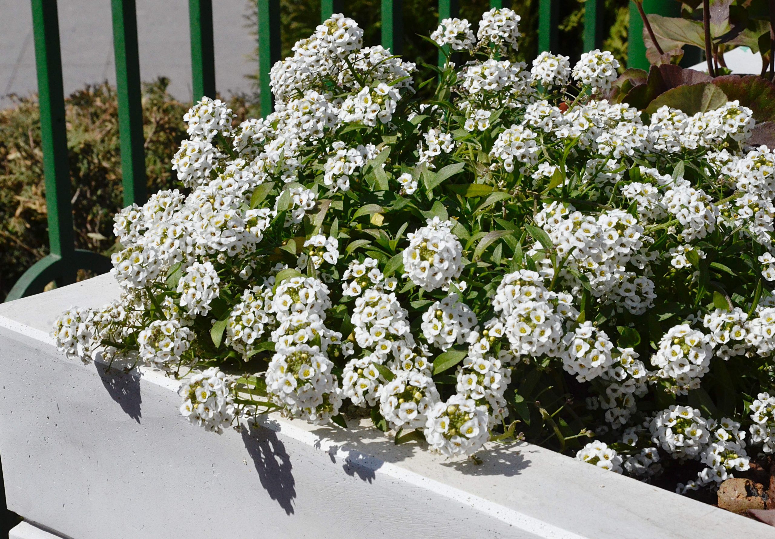 Несколько десятков миллионов многолетних цветов высадили в Москве