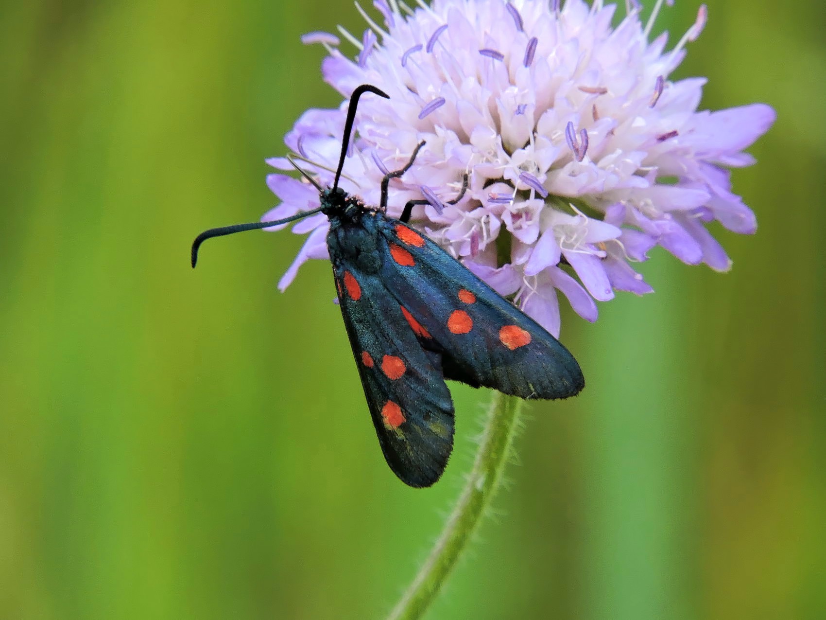 Краснокнижную бабочку обнаружили в парке «Царицыно»