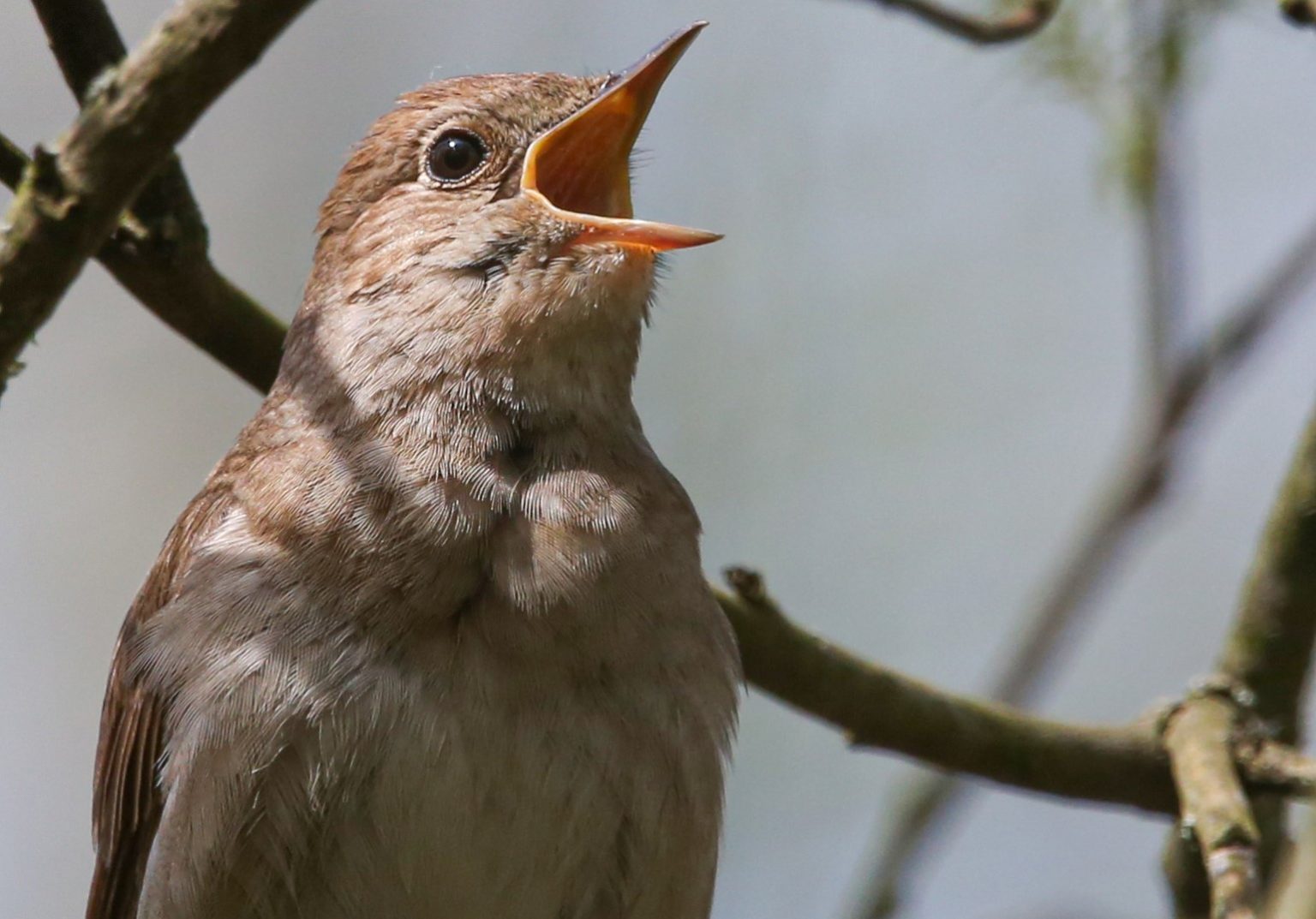 Соловей самец. Соловей поет. Пение соловья. Соловей весной. Соловей и вороненок.