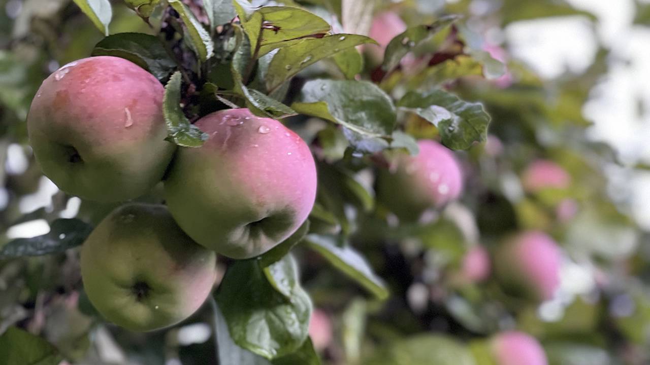 Яблоки: праздник урожая пройдет в Экоцентре «Скворечник»