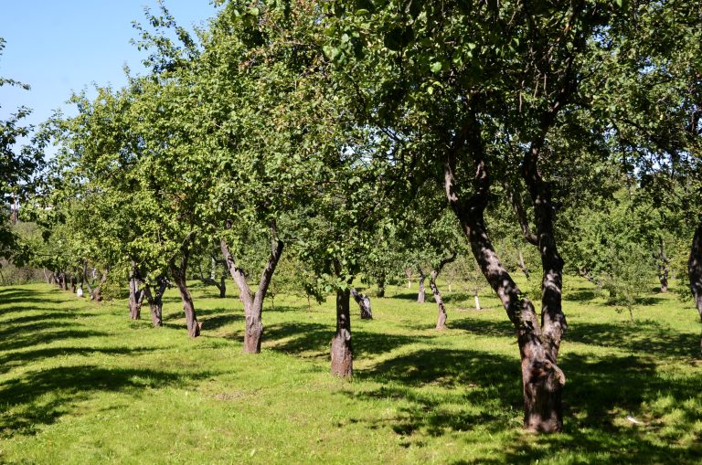 Яблоневые сады на территории «Коломенского» осмотрели на наличие болезней