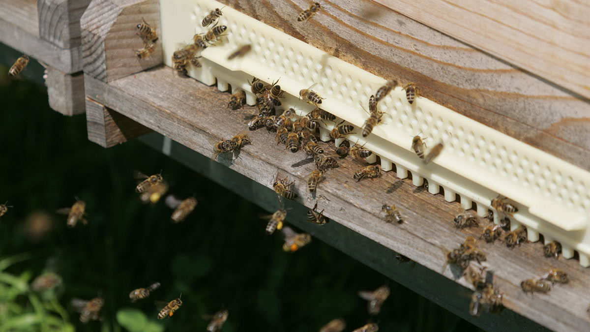 Мир пчел: квест проведут в Бирюлевском дендропарке