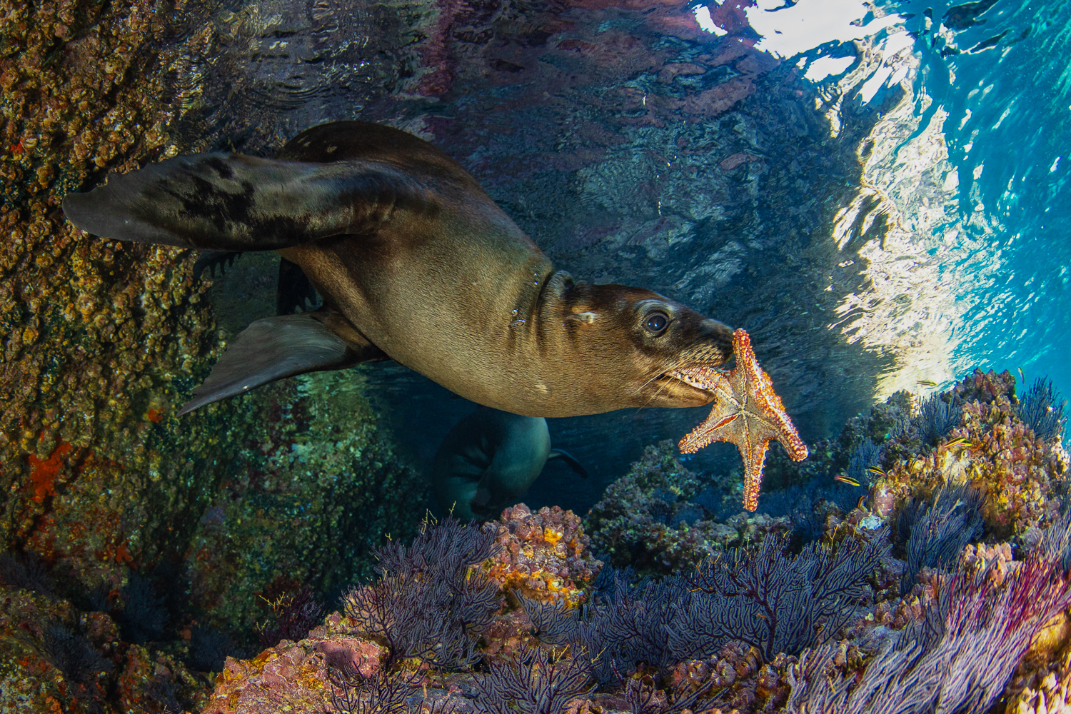 Дикий подводный мир: торжественное открытие фестиваля состоится в Дарвиновском музее
