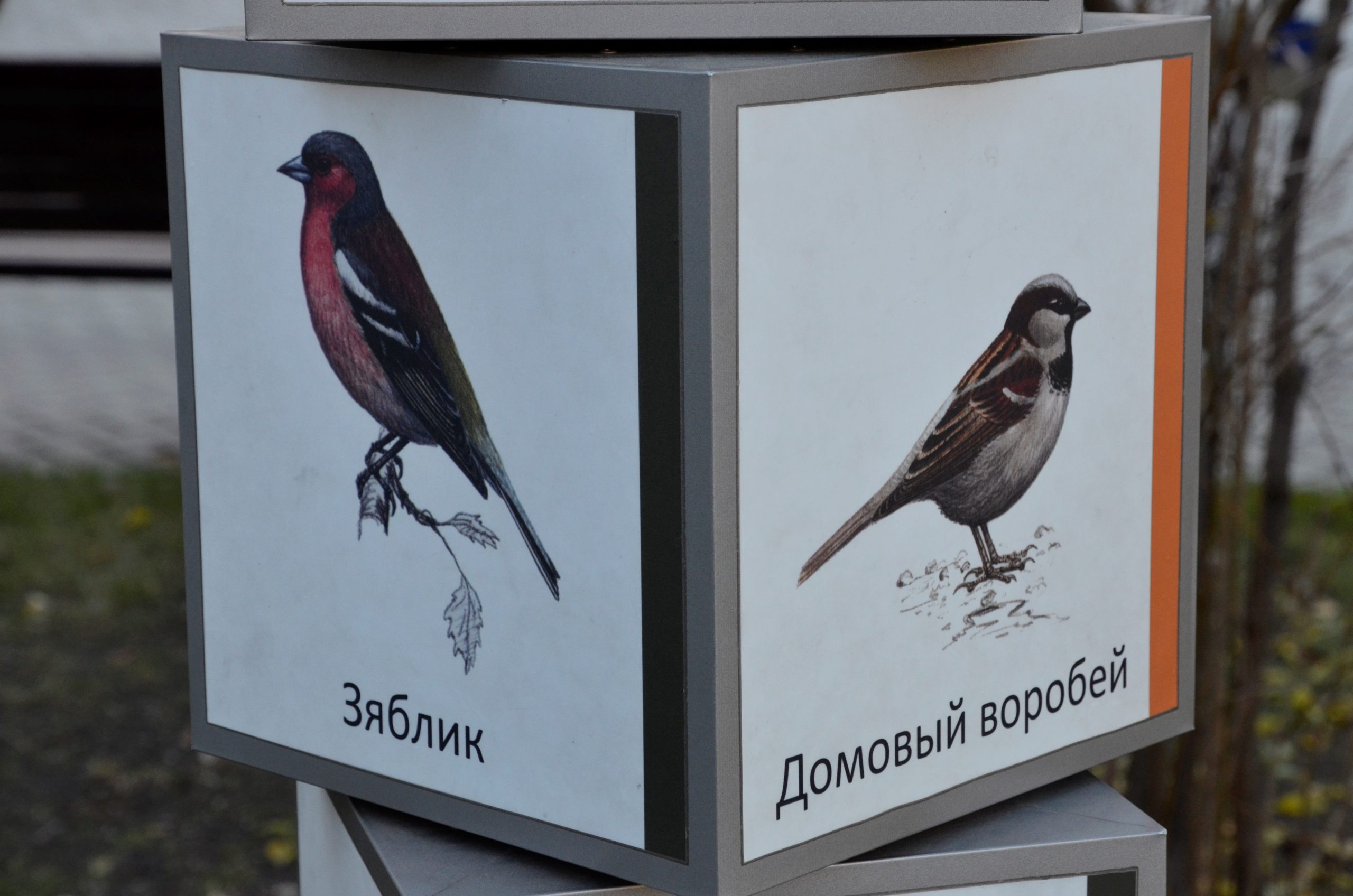 Зима близко: жителям столицы рассказали, какие птицы останутся в Москве